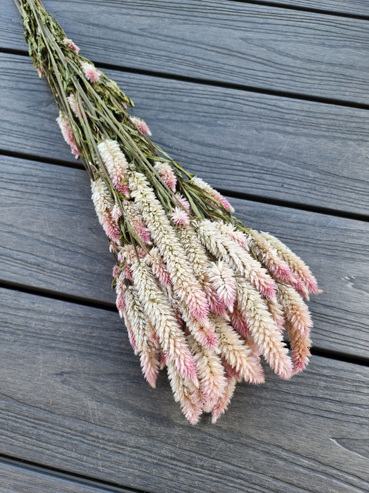 Dried Feather Celosia Pink