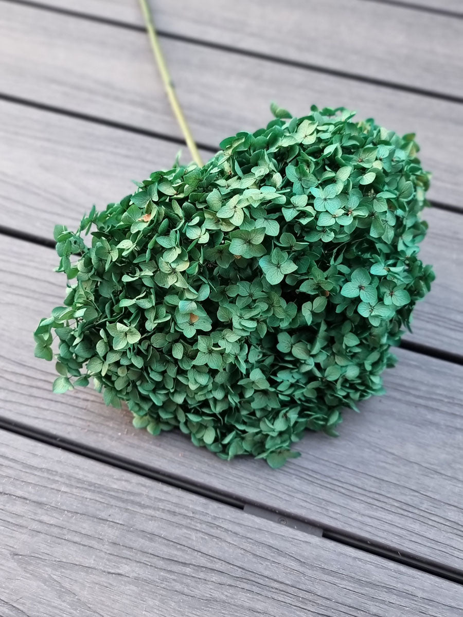 Hydrangea Green